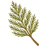 CEDAR