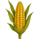 CORN