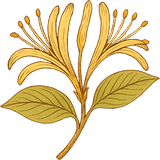 HONEYSUCKLE