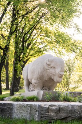Download White buffalo statue