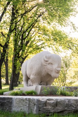 Download An up close picture of the Thunder buffalo statue on Buffalo Trace Distillery grounds intended for media kit usage.